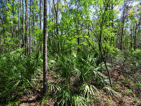 3rd image of 0 N County Road 349 Lot 44