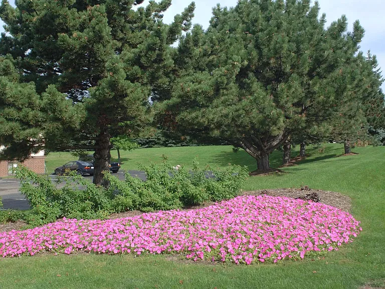 Beautiful Grounds