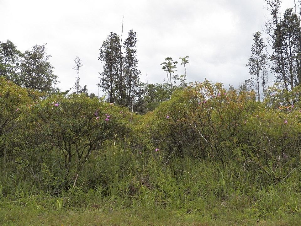 1st image of 11th Avenue Kika Lot 1454