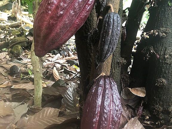 Ruby cocoa plants