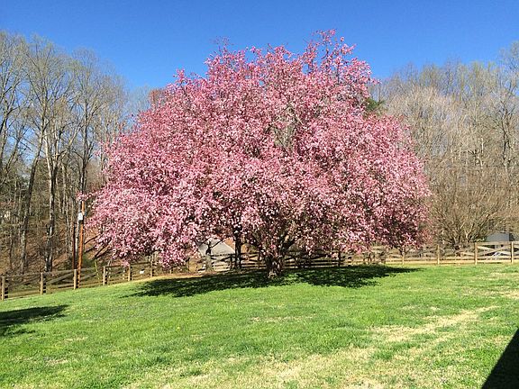 Beautiful Treed Property!