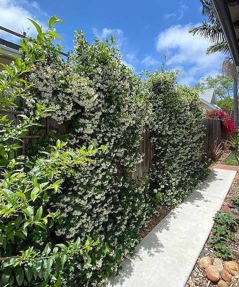 Star jasmine smells amazing!