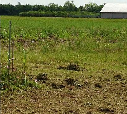 1st image of 1209 Old Jeanerette Rd