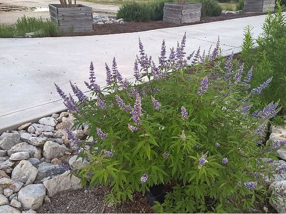 Driveway in the summer