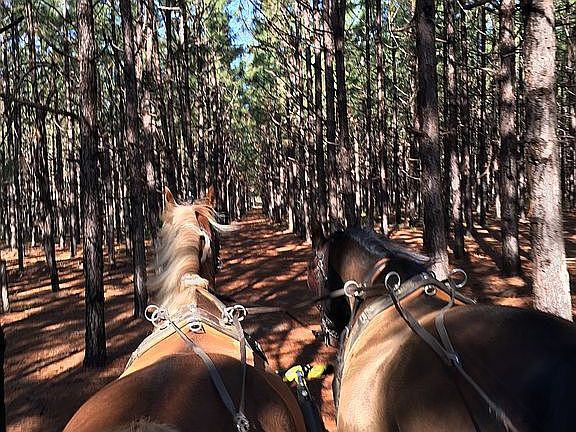 A Mecca for carriage driving