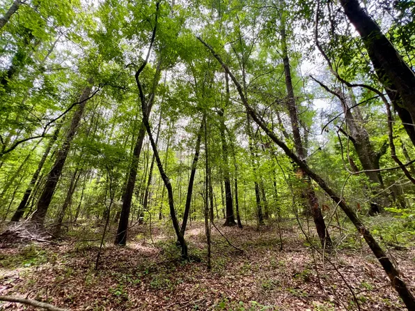 0 White Branch Rd, Whatley, AL 36482