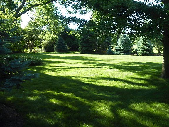 Rear yard