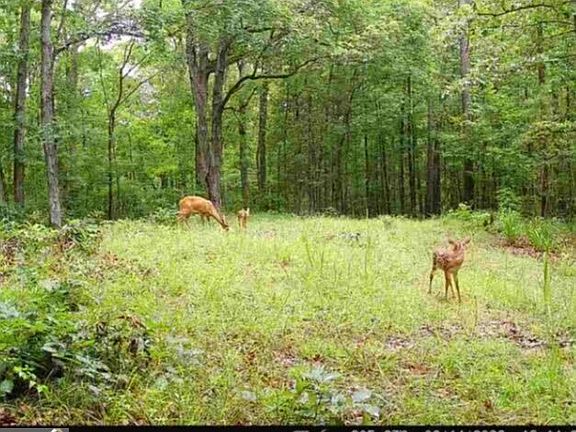 5th image of TRACT 2 Dennis Creek Rd