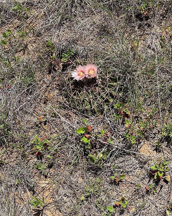 Highway 70, Blackwell, TX 79506 Zillow