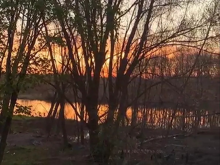 Backyard view - spring