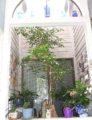 3rd image of 17308 OLD LYME #5302
