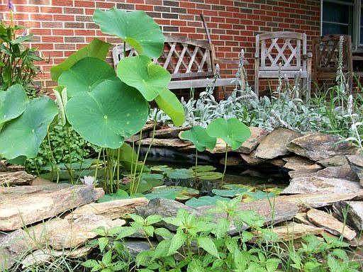 koi pond
