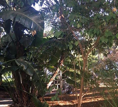 3rd image of 204 Los Gatos Blvd #B