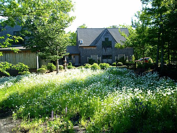 view from street through wild flowers
