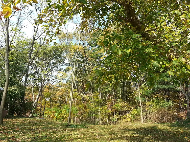 Woods beside and behind the house. House sits on acreage.