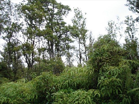 1st image of 9 Road Koloa Maoli