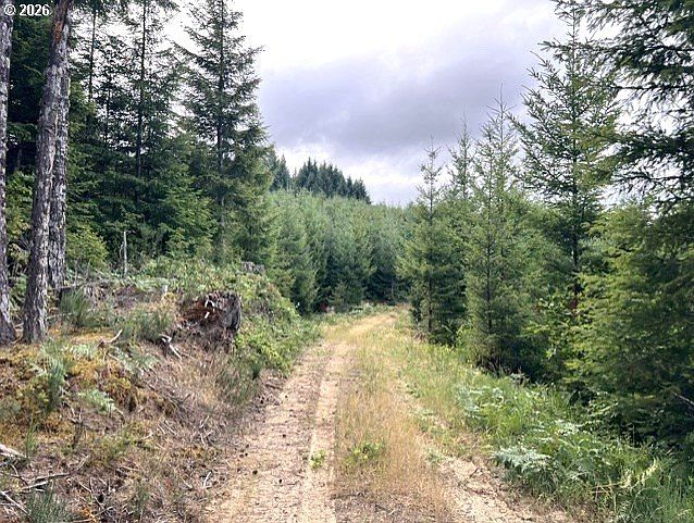 2nd image of Forest Road Off Timber