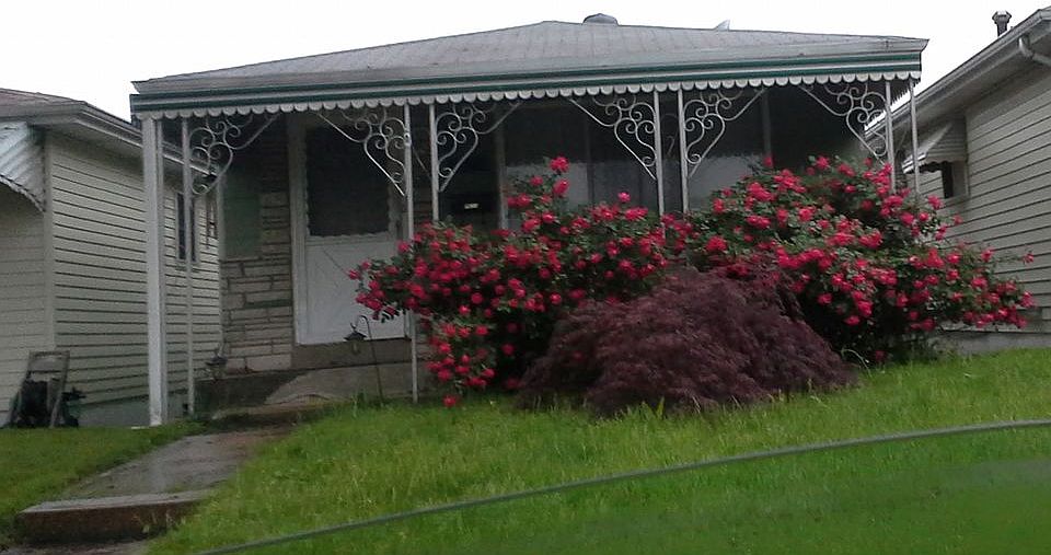 Japanese maple,knockout rose