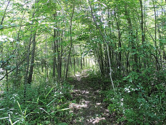 This was a road bed that has grown over with time.