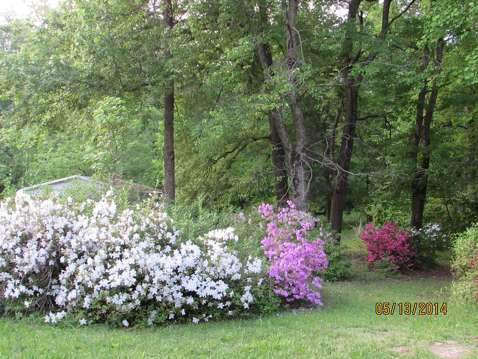 Spring foliage