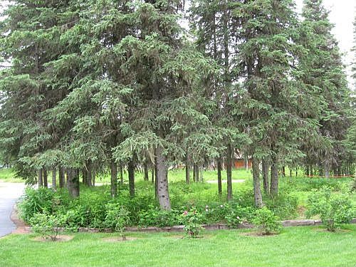 front wooded area