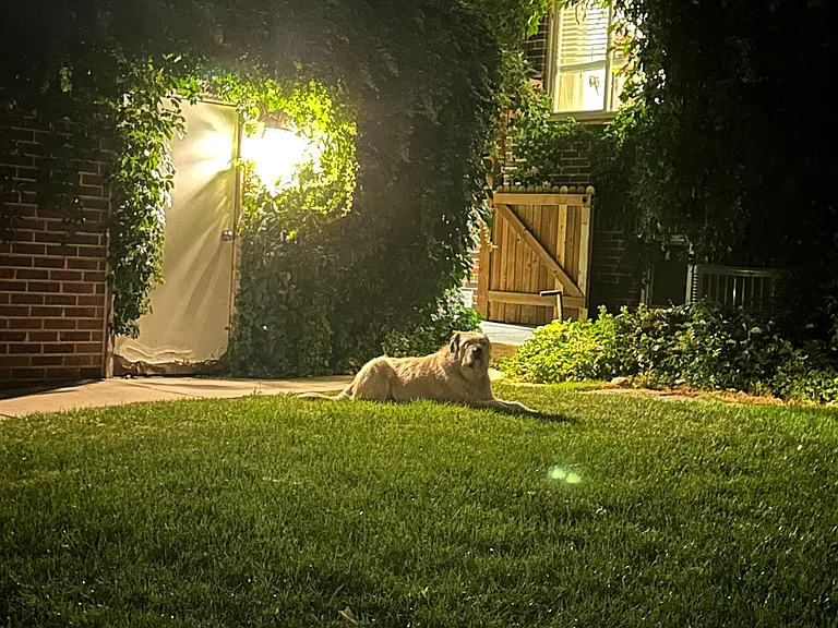 Gus the Dog wouldn't get out of the picture.