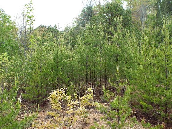 4th image of 219 Wood Duck Way
