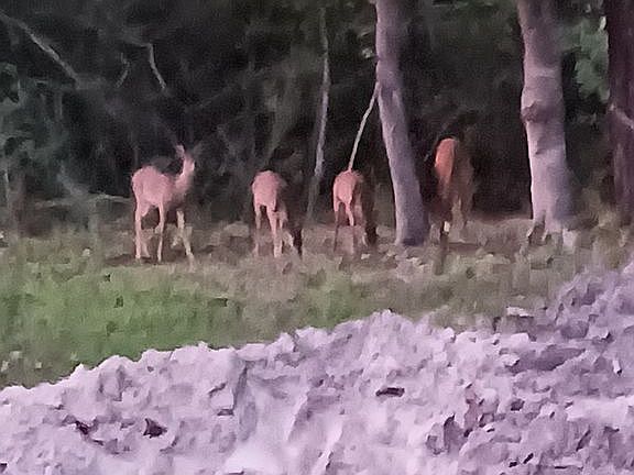 Deers from back porch