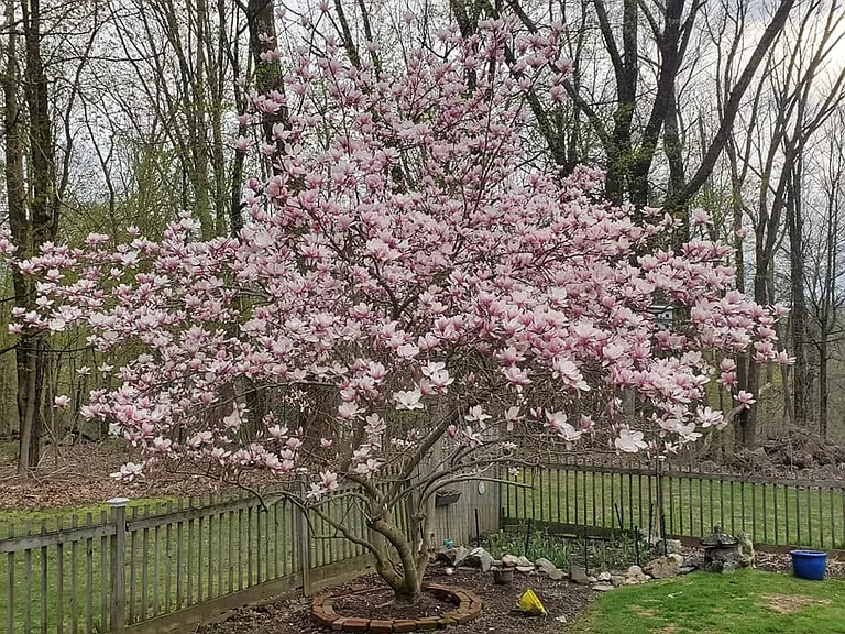 Magnificent magnolia