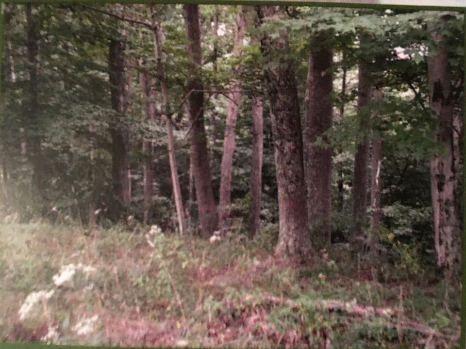 2nd image of 00 Trace Creek Rd
