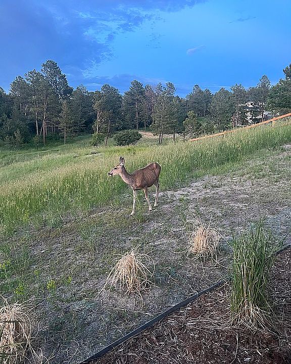2nd image of 6004 Powell Rd