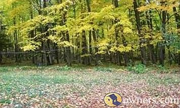 Backyard looking into the woods