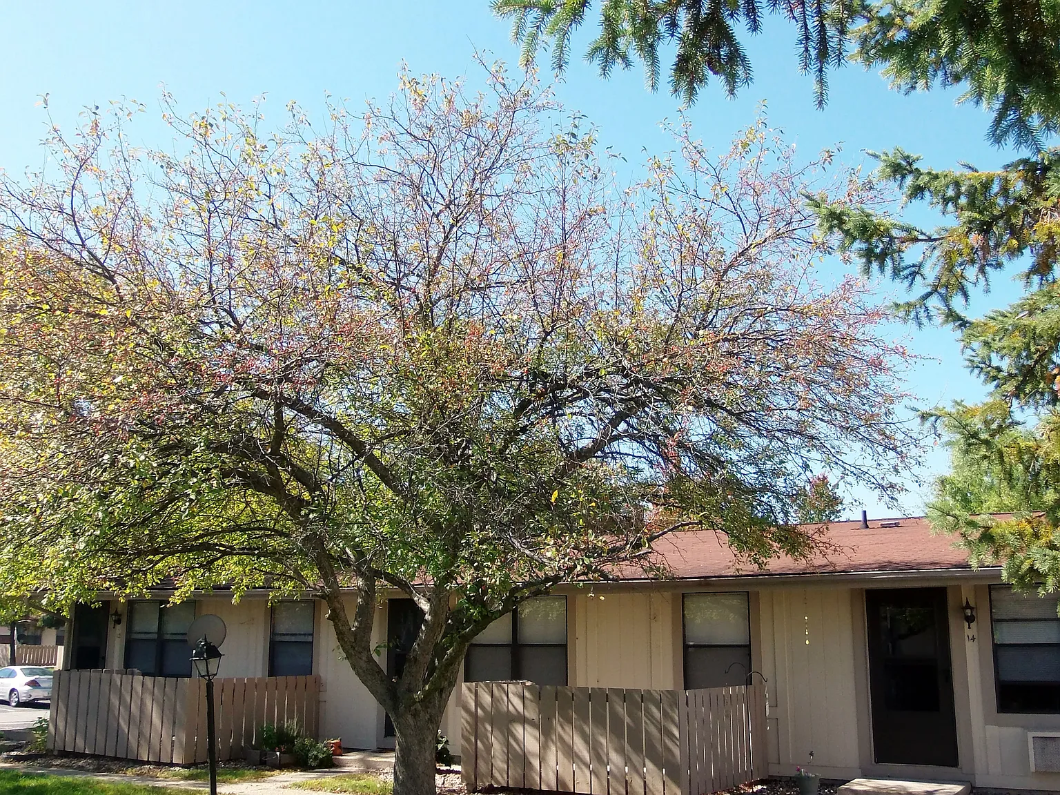 Springwood — Photo 4