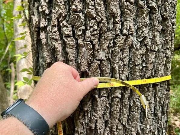 0 County Road 63, Pine Apple, AL 36768