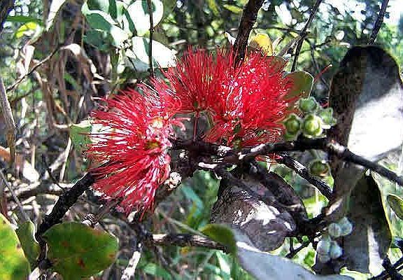 Delicate Ohia blooms providing local color at lot 991.