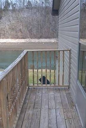 View to Holston River