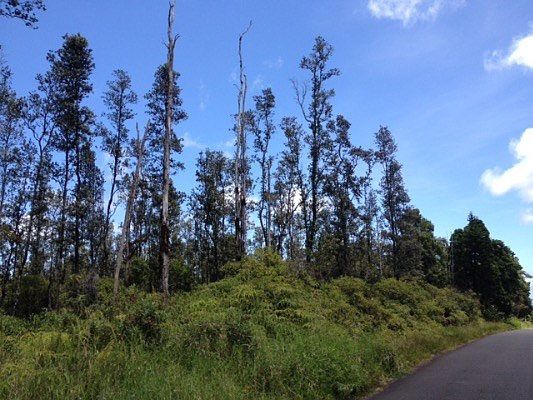 1st image of Aulii St