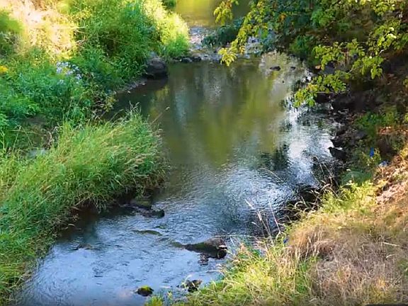 Fanno Creek natural habitat