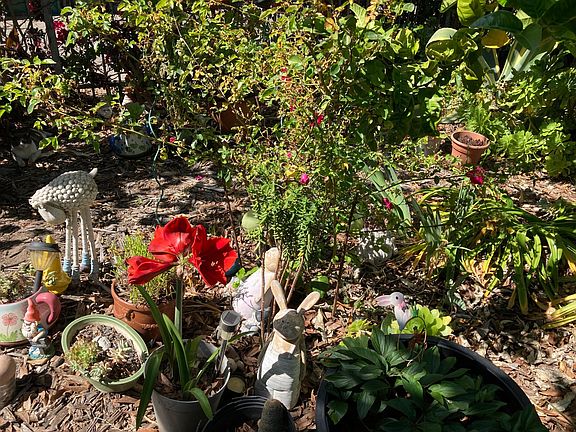 Front Yard