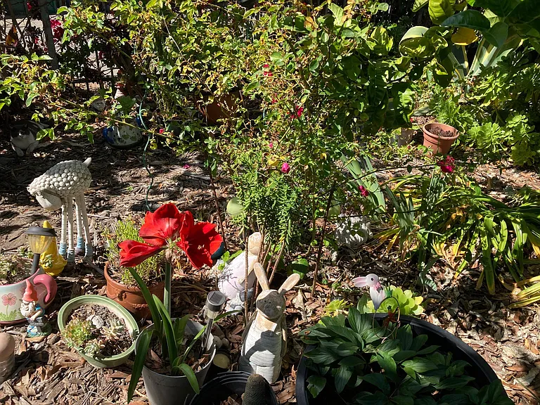 Front Yard