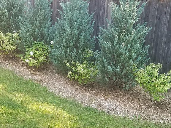 Patterned Concrete high end beautiful staircase/pathway leading to basement. Professionally landscaped with high end solar lights (left side view). Motion sensor floodlights are also installed in the pathway in addition to a a dozen solar lights to provid
