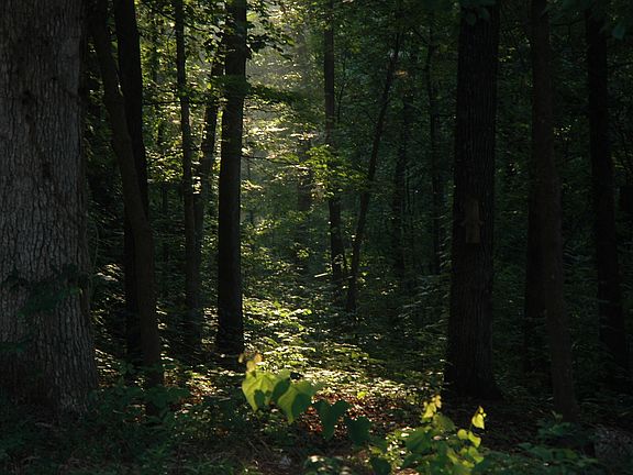 1.66 acre wooded lot