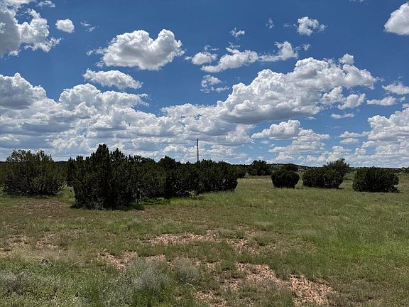 2nd image of Eucalyptus Ln