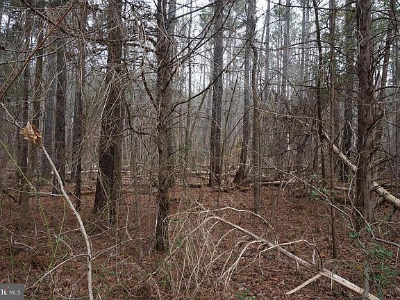 Image 4: : Exterior (General) : Woods on Lot