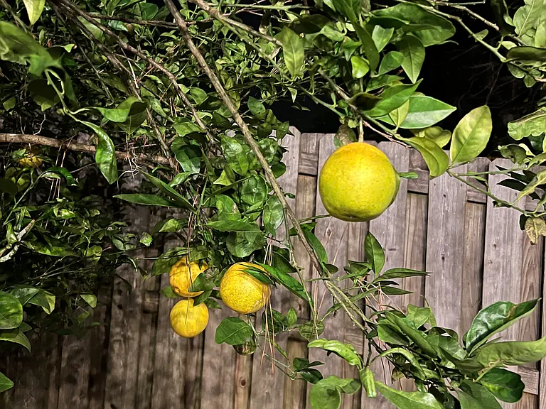 Backyard Fruit Trees
