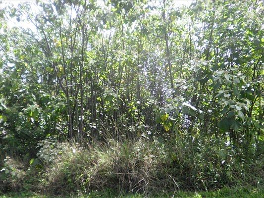 3rd image of Kamoamoa St Lot 251