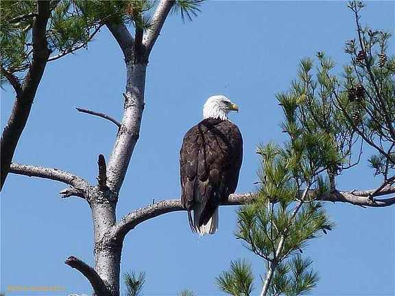 Eagles, loons...natures best