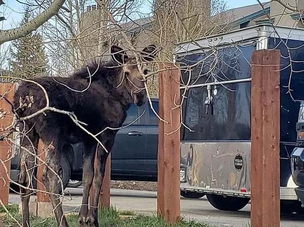 2444 Ryan Gulch Ct Unit 202, Silverthorne, CO 80498