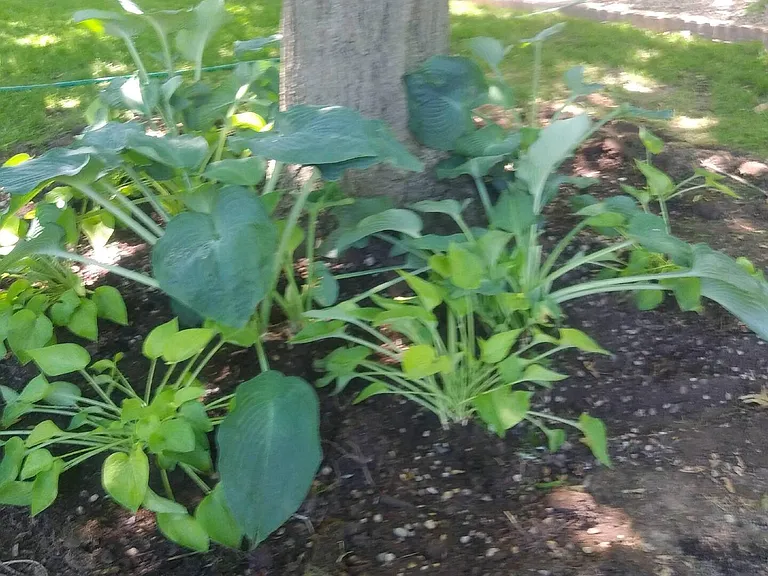 Hosta plants