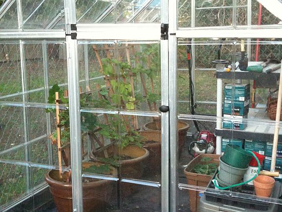 Greenhouse 